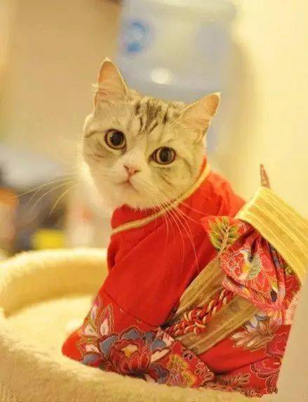 猫咪穿衣服文案：短句、简短说法、说说及照片精选