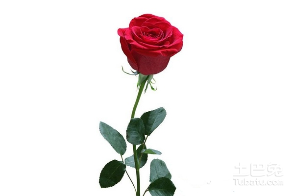 紫色玫瑰花话语：诠释唯美花语，探究紫色系浪漫寓意与文案灵感