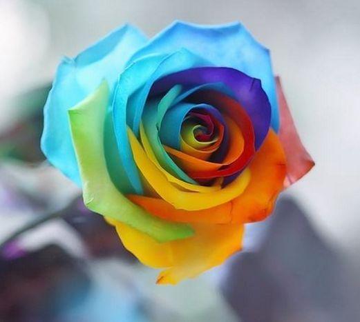 ai绘画紫色玫瑰文案
