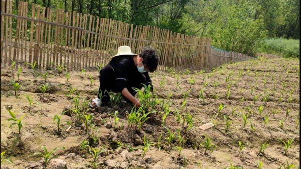 AI论文撰写潜在风险与深度剖析