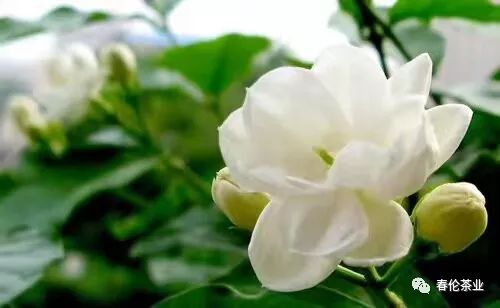 茉莉芬芳：倾听花语之歌