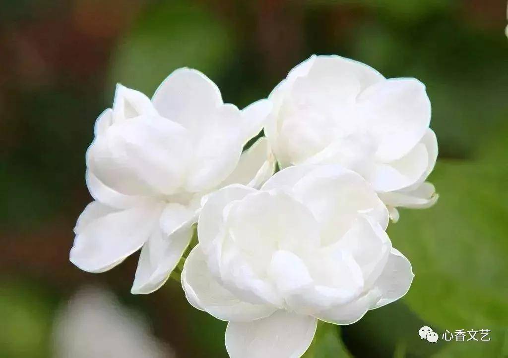 茉莉芬芳：倾听花语之歌