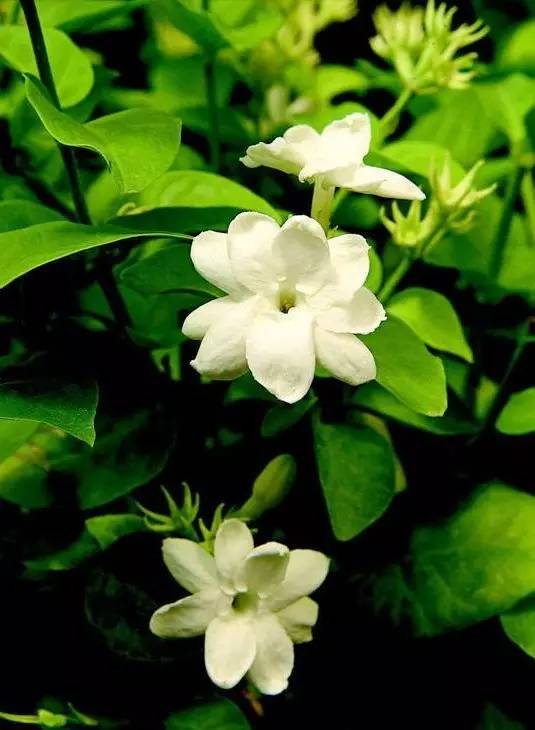 茉莉芬芳：倾听花语之歌