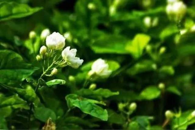 茉莉芬芳：倾听花语之歌