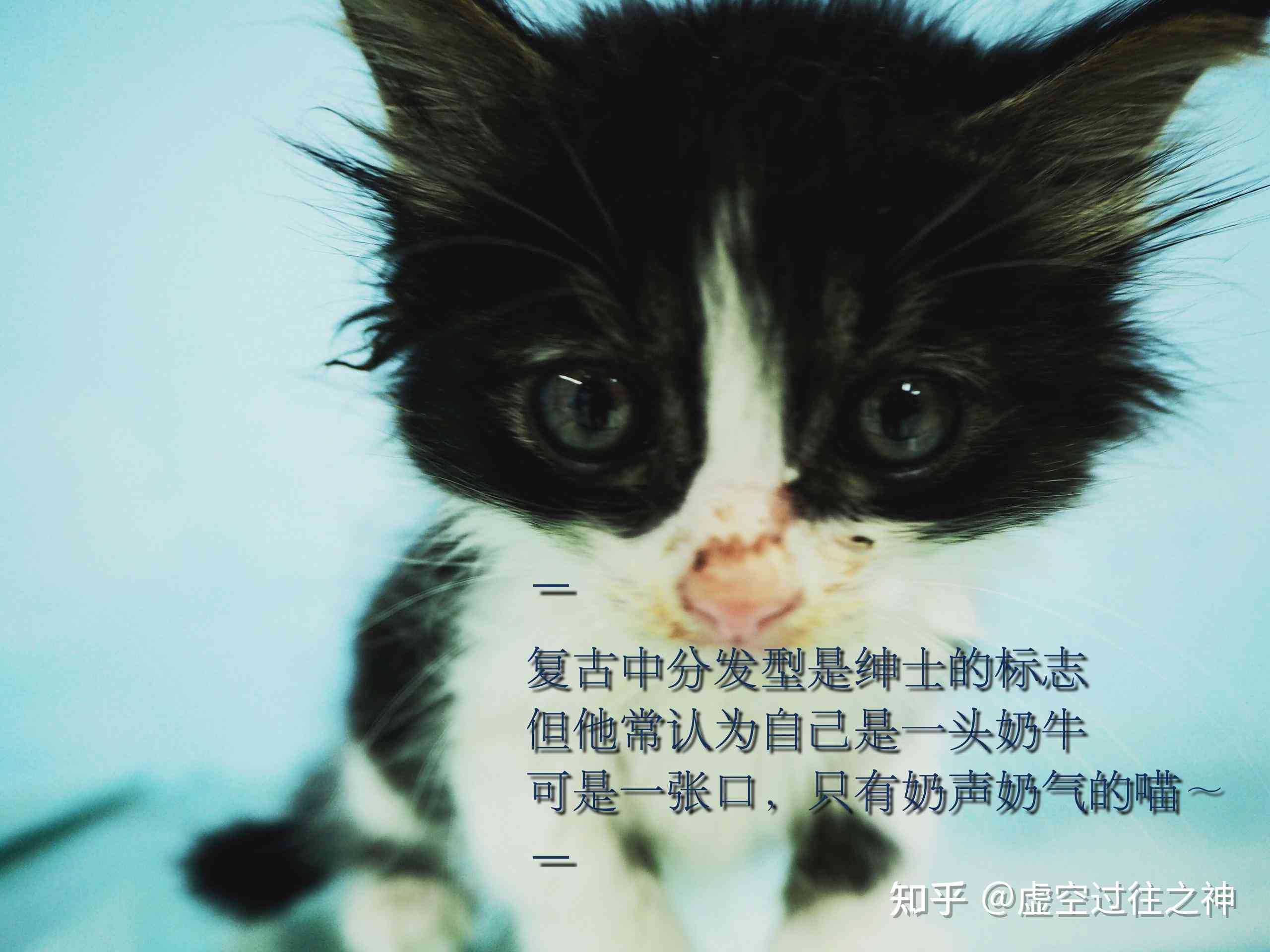 驯服不了的ai文案是什么意思呀：成语解析与猫的比喻