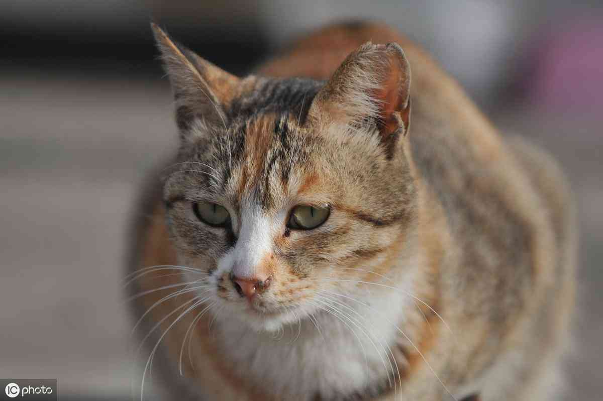 《驯服不了的猫：故事、含义与英文解读》