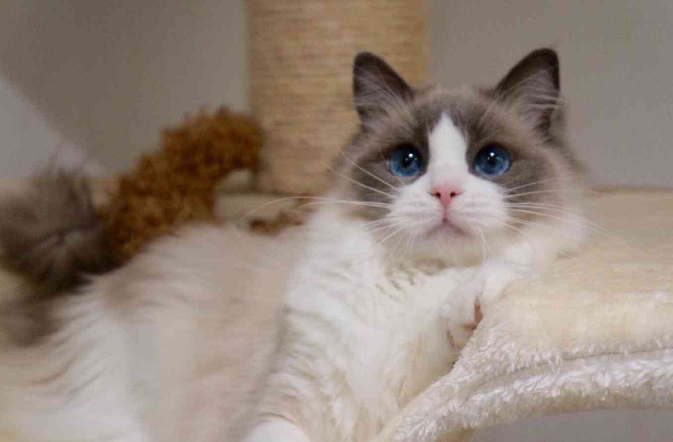 《驯服不了的猫：故事、含义与英文解读》