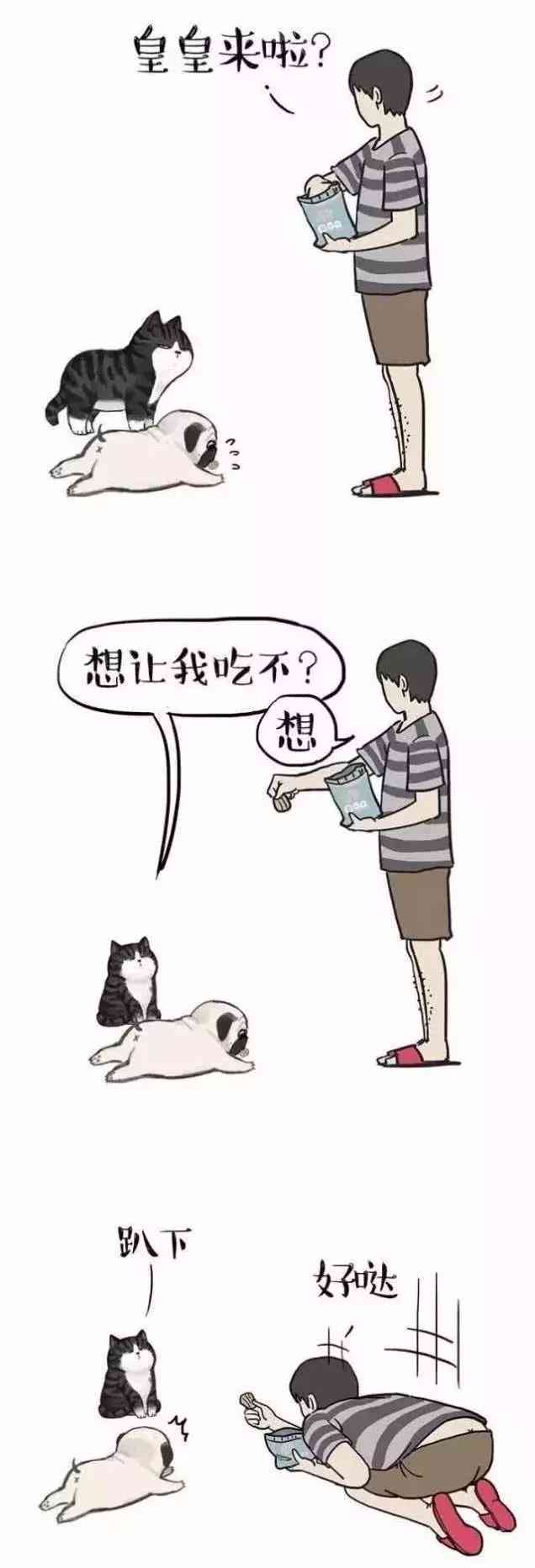 《驯服不了的猫：故事、含义与英文解读》