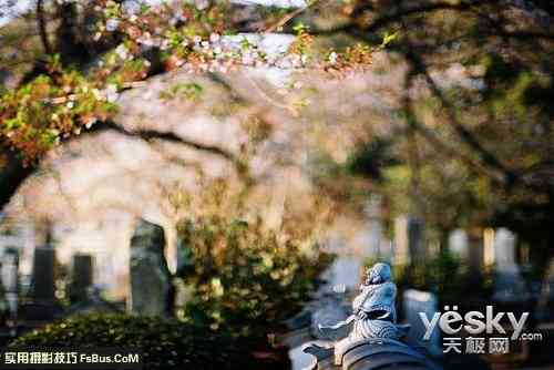 探索日系摄影风格：精选配文技巧与全面指南