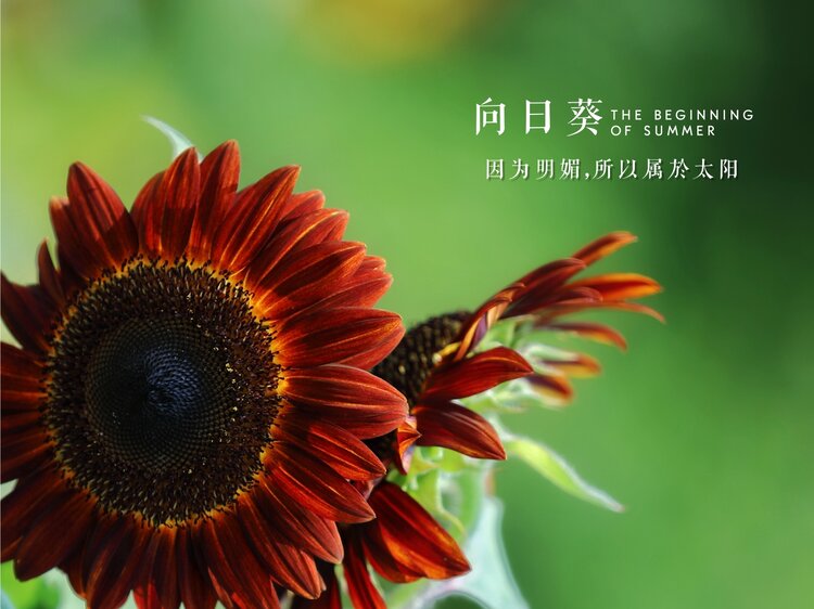 绽放希望：向日葵的温暖启示录