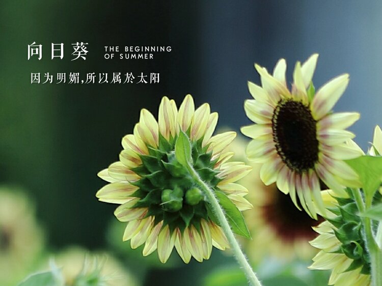 绽放希望：向日葵的温暖启示录