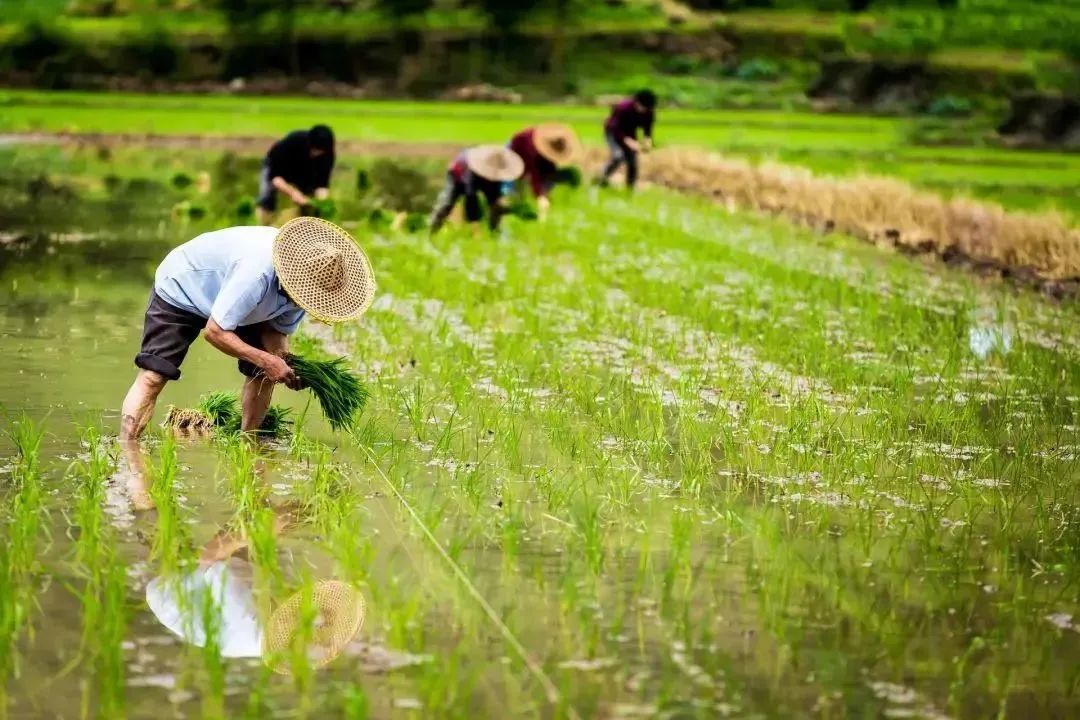 芒种时节农作物种植与养护全攻略：专家解答芒种期间的种植疑问与技巧