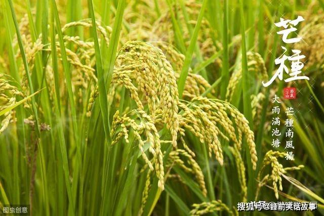 芒种时节农作物种植与养护全攻略：专家解答芒种期间的种植疑问与技巧