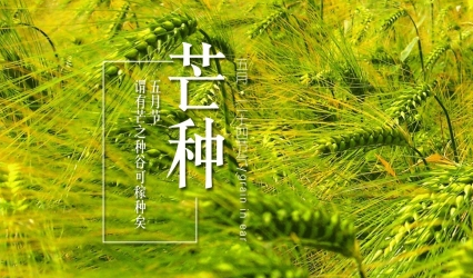 芒种时节农作物种植与养护全攻略：专家解答芒种期间的种植疑问与技巧