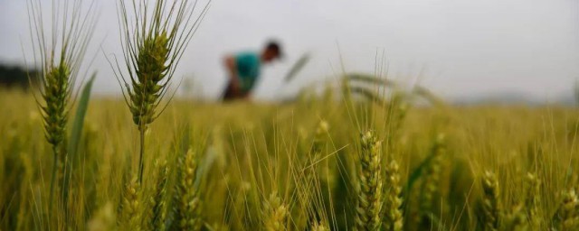 芒种时节农作物种植与养护全攻略：专家解答芒种期间的种植疑问与技巧