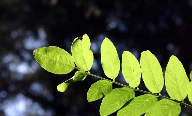 芒种配文简短朋友圈说说文案