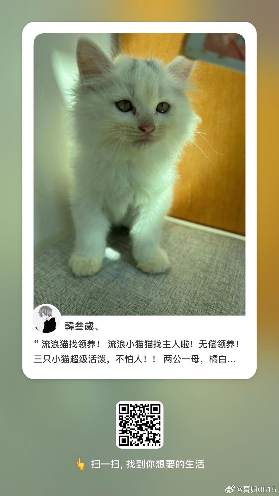 萌宠小猫日常：创意文案攻略，打造小红书热门笔记