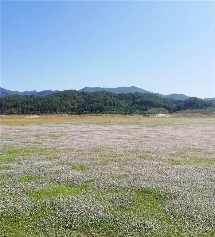 漫步梦幻花海：探寻浪漫之旅的视觉盛宴