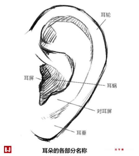 ai怎么画：人物耳朵教程与绘画步骤详解