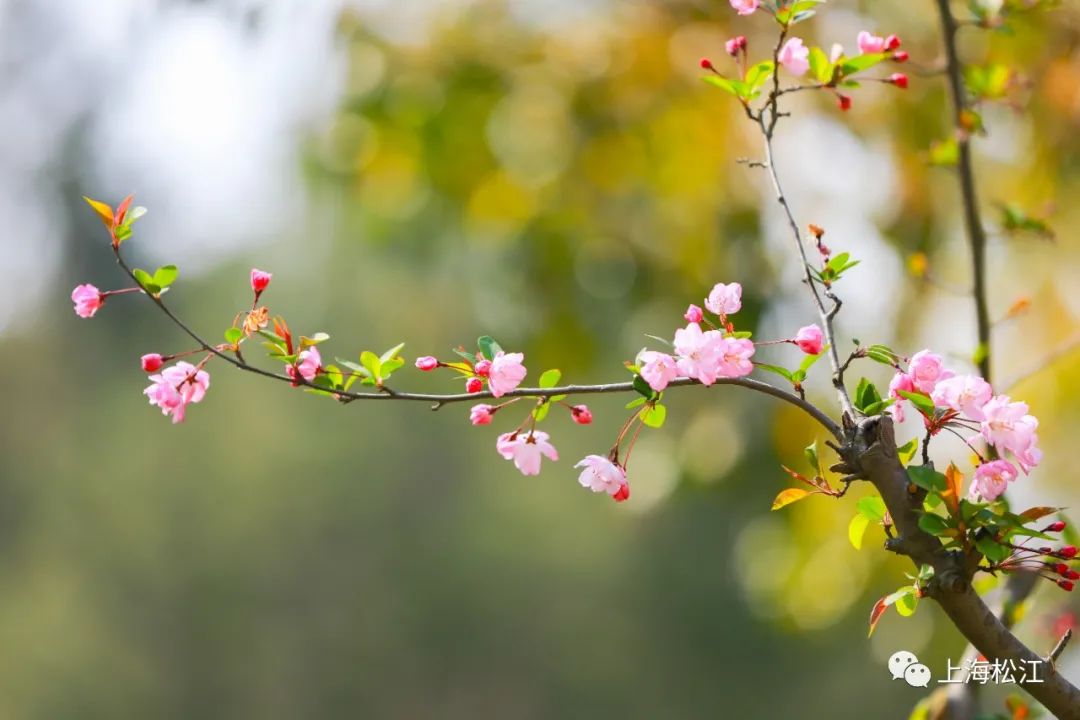 娴静春光里，海棠花盛放——探寻娴锋之美