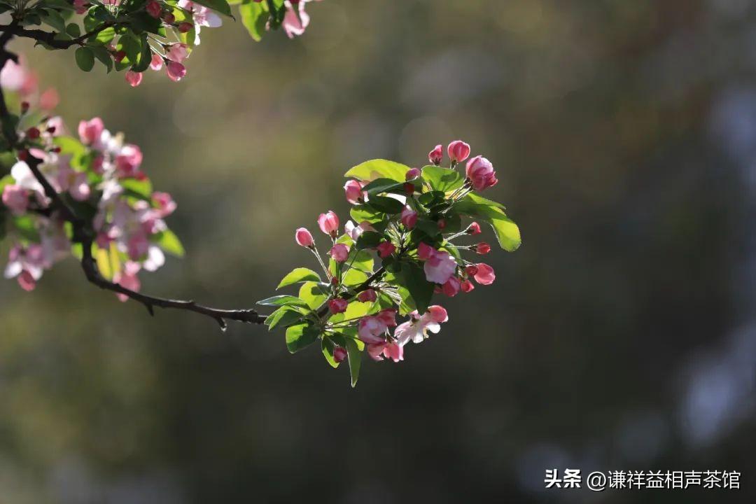 娴静春光里，海棠花盛放——探寻娴锋之美