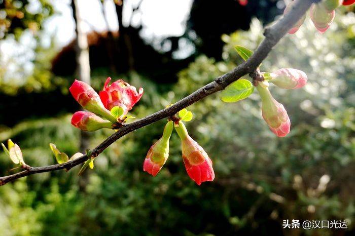 娴静春光里，海棠花盛放——探寻娴锋之美