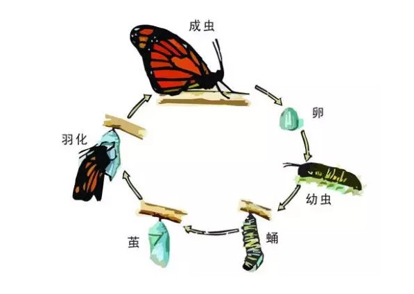 全面解析：毛毛虫成长记——从蜕变到职场精英的简历攻略