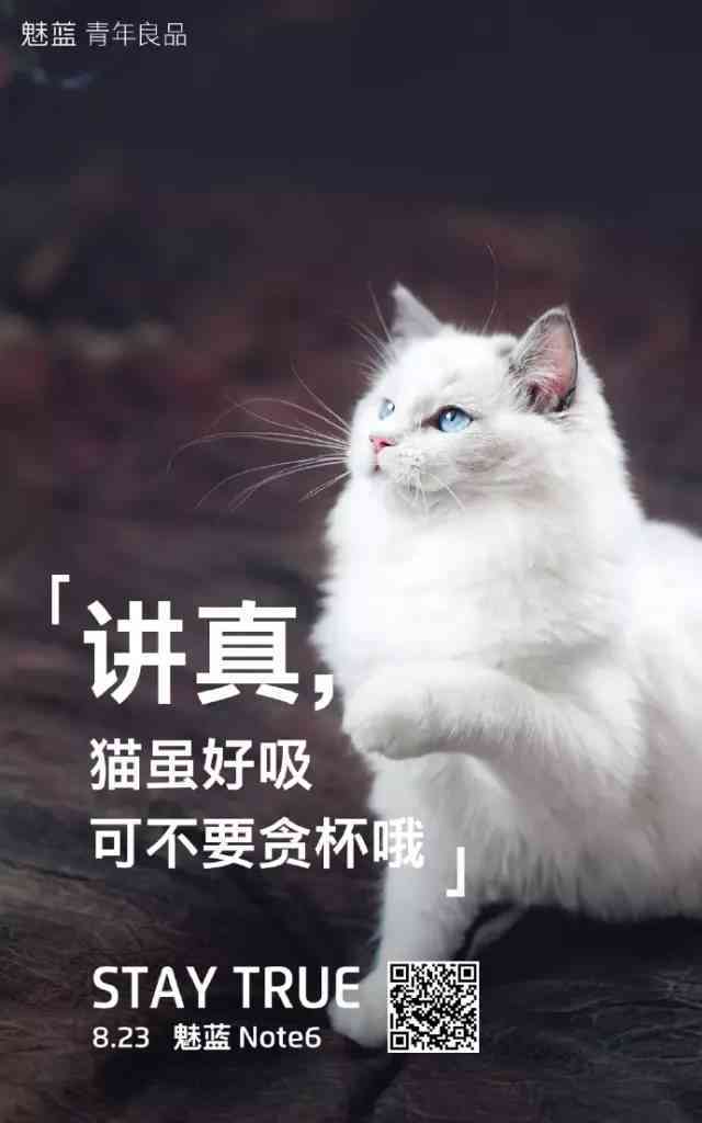 ai特效猫咪文案