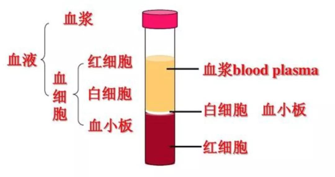 详尽解读：血细胞分析报告单深度解析与常见问题全面解答