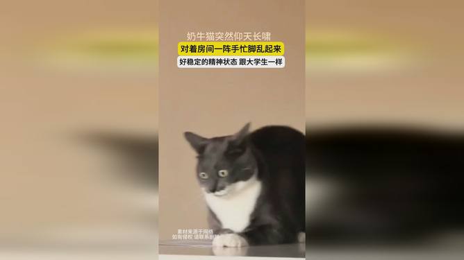 奶牛猫欢快起舞，灵动步伐演绎时尚潮流