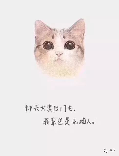 文案猫咪高级感简短：猫咪文案短句创意分享