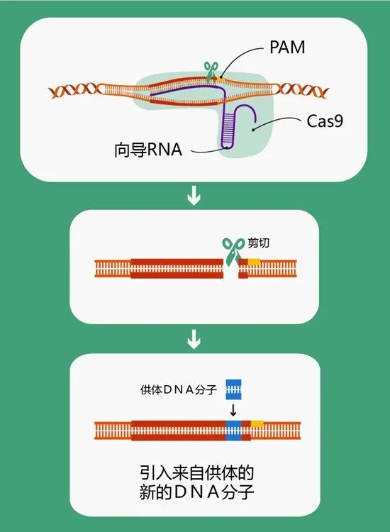 AI写作原理：避免重复与技术解析