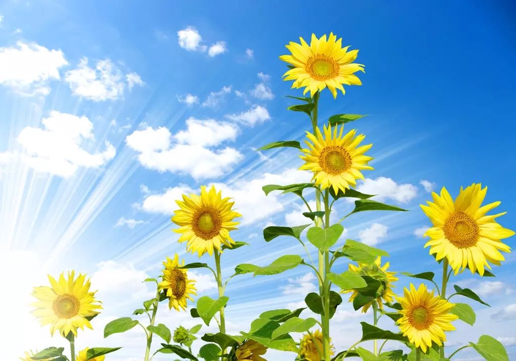 ai爱心云花拍照文案