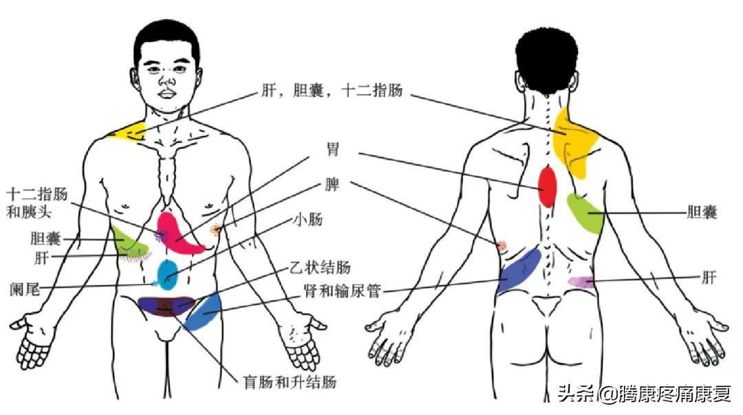 全面解析肌肉设计：从理论到实践的全方位指南