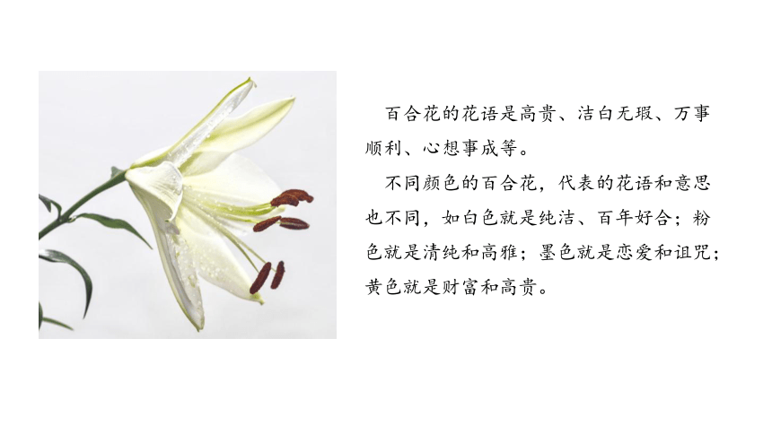 全面解析百合花的写作素材与象征意义——灵感来源与应用技巧