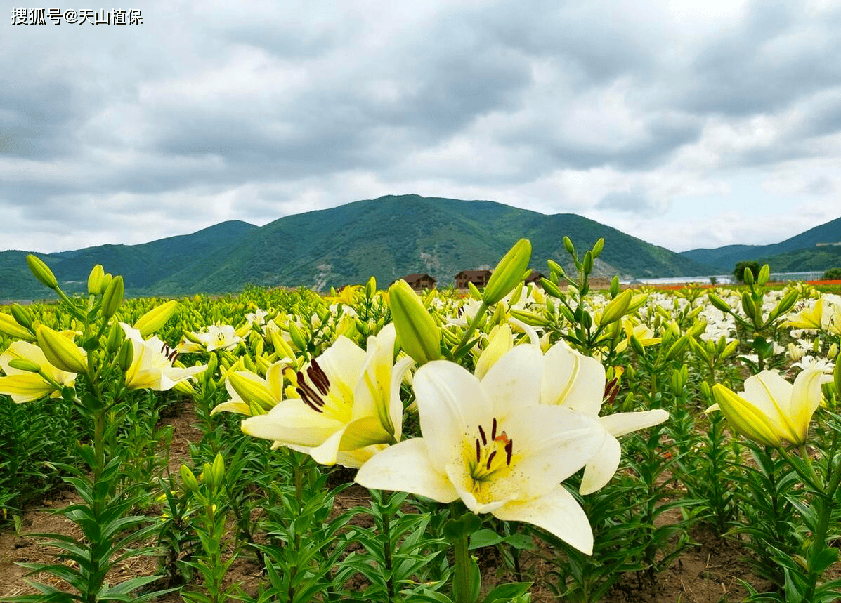 探索百合花的真实种植与养护：从选种到开花的全过程指南