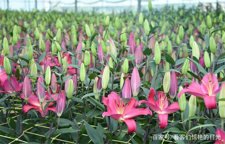 探索百合花的真实种植与养护：从选种到开花的全过程指南