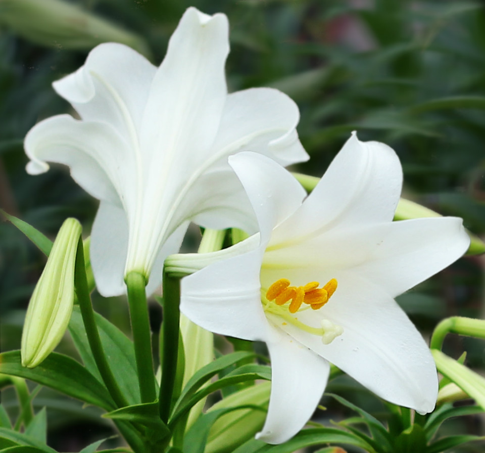 探索百合花的真实种植与养护：从选种到开花的全过程指南