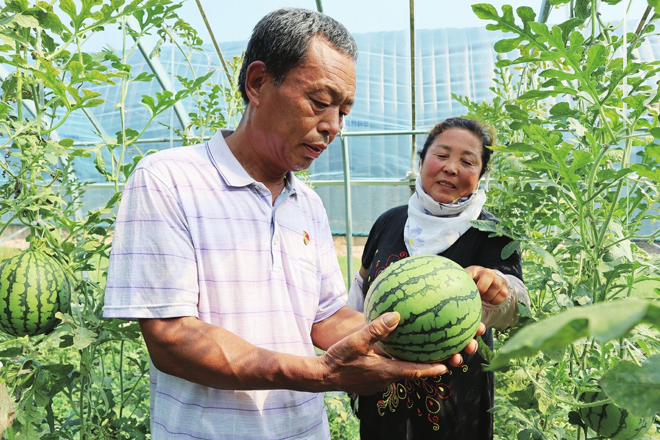 瀛洲绮鹃视角下的澶忓绗瑄西瓜探秘：绡锦瀛洲锛雕新解