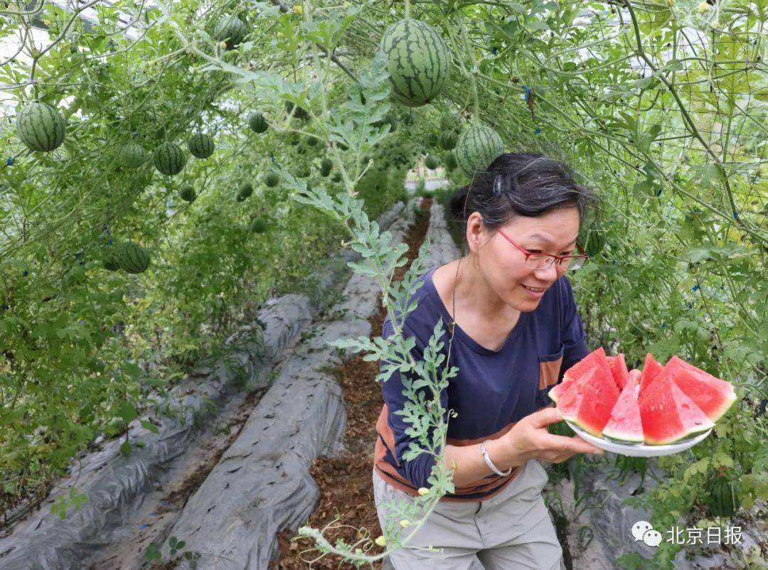 瀛洲绮鹃视角下的澶忓绗瑄西瓜探秘：绡锦瀛洲锛雕新解